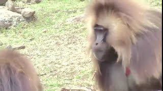 Monkey Lip-Smacking Resembles Human Speech