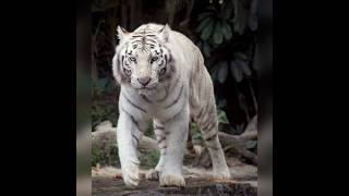 2023 White Tiger and 4000 bce White Tiger #shorts #tiger #viral #animals