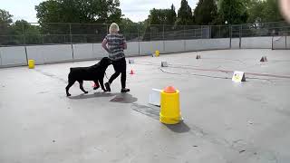 AKC Virtual BEGINNER Novice Course 1