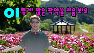 4K [이렇게 많은 작약꽃 처음 봐요!] 임동생태공원 #작약꽃 #안동작약꽃 #이른아침산책 #감성근육 #출사