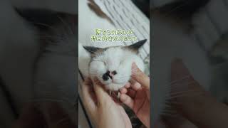 ねぇ知ってる？猫って顎の下撫でると・・・