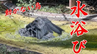 今日は水浴びして飛んで元気いっぱいアサンテさん【2023年8月4日】【上野動物園】ハシビロコウ