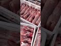 万惠兔业《合作养兔》 肉兔养殖 pets 兔子 肉兔养殖 兔子 bunny