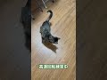 レーザーポインター買ったよ cat catlover ねこ animals