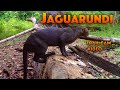 Trail Camera Video: Jaguarundi & Jungle Animals (2024)