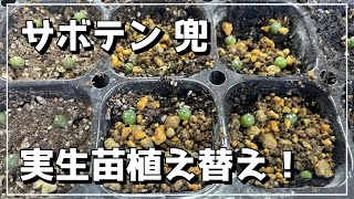 ちっちゃい兜っていうサボテンを植え替える話。