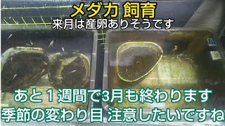 メダカ 飼育 季節の変わり目 注意したいですね 3月もあと１週間で終わります！4月の産卵が楽しみです♪ 春 メダ活