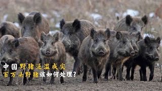 中国野猪泛滥成灾，皮糙肉厚难逢敌手，百万只野猪该如何处理？1