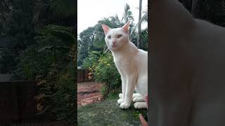 ആരെയും ഒന്നിനും നിർബന്ധിക്കരുത്#cat#catvideos #catlover #trendingonshorts #youtubeshorts