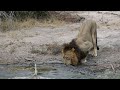 Male lion drinks and marks territory