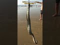 rescue mission saving most venomous sea snake from birds 🦅