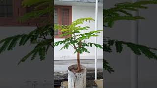 gulmohar 🥰