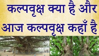 कल्पवृक्ष क्या है अाैर अाज कल्पवृक्ष कहाँ है ?