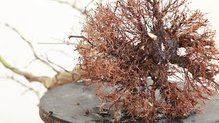 Replanting bonsai that should not be imitated