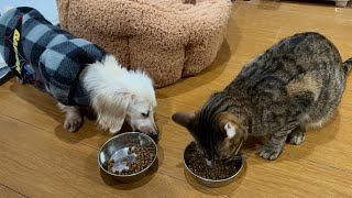 抜歯した保護犬と保護猫が一緒にご飯を食べるようになりました。