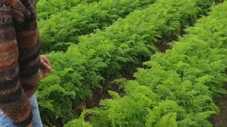 Möhrenanbau 🥕 doppelreihig auf dem 90er Damm.