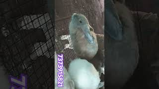 எங்கேயும் கிடைக்காத fancy breed rabbit