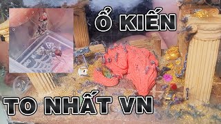 Quy Trình Thả Ổ Kiến To Nhất Việt Nam Vào Tank Của Mình | Nam Ngô