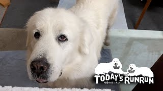 おやつは1回3つなんですけど？息子（格下）に教えてやったルンルンです　Great Pyrenees　グレートピレニーズ