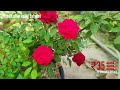 potting mix gardening potting mixture malayalam പോട്ടിങ് മിശ്രിതം pottingmix gardeningtips