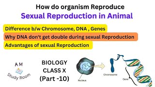 Why don't DNA get double during sexual reproduction/Class10