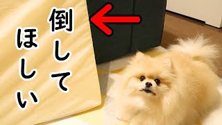 マットレスをどうしても倒したいモチ【ポメラニアン犬】