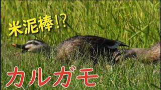 2024 10 18　カルガモ米泥棒【宍道湖周辺田んぼ】