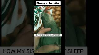 PARROT CUTE SLEEP #shorts #parrot