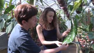 Découverte : Serre tropicale - Jardin JM Pelt à Nancy