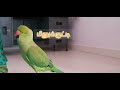 சிரிப்பழகி 😘 முழுமையாக பாருங்க #bird #parrot #talkingparrot #trending #viral