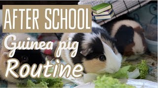 After School Guinea Pig Routine