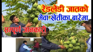 Redlady Papaya How to CULTIVATE ।।के नगर्ने नाफा कमाउन मेवा खेतीबाटMEWA KHETI ।।UDHYAM7EPi 20770713