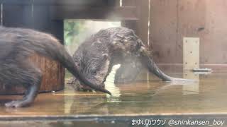 智光山公園こども動物園 ちびウソ（屋内） 2018/7/14