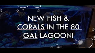 New Fish \u0026 COrals In The 80 Gal Innovative Marine Lagoon!