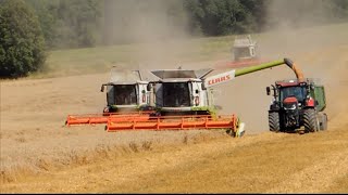 Mlácení pšenice/3x Claas/Case/John Deere