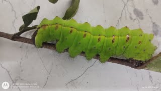 Sericulture and Types of Silkmoths S Y B Sc