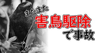 また起こった鷹による事故！？事故の理由とは？鷹を使った害鳥駆除について詳しく解説