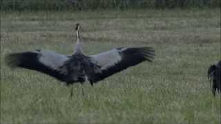 Common Crane Mating \u0026 Dance