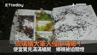 琉璃蟻大軍入侵中埔鄉！便當驚見滿滿蟻屍　鄉親被迫關燈