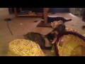 catnip chaos