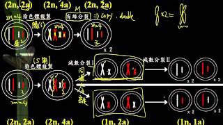基生4 2 12有絲分裂與減數分裂的比較 1二簡
