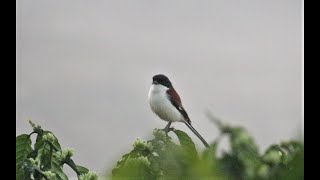 Burmese Shrike Mating Calls