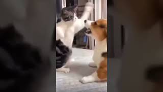 素早い猫パンチで犬を圧倒する可愛い動画