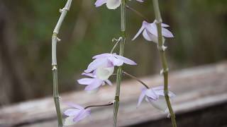 How I take care of orchid Dendrobium pierardii (Dendrobium aphyllum)