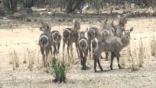 Waterbuck - herd of waterbuck in Liwonde National Park