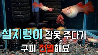 ※혐오주의. 오염된 하천,하수구에서 서식하는 실지렁이를 먹여보자. 구피 전멸조심하세요...