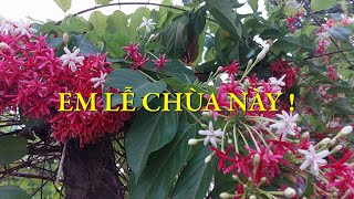 Em lễ chùa này – Viết ngắn | Chuyện đời Xưa nay