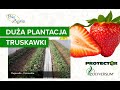 Uprawa truskawki Elsanta dla dużych plantatorów.