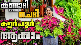 കോളിയാസ് ചെടി ഇതുപോലെ വളർത്തണം|The coleus plant should be grown like this|J4u Tips