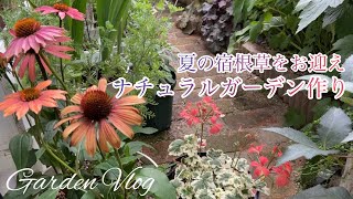 【ガーデニングVlog】６月下旬の小さなお庭／むらかみ農園さんで夏の宿根草をお迎え／ナチュラルガーデン作り